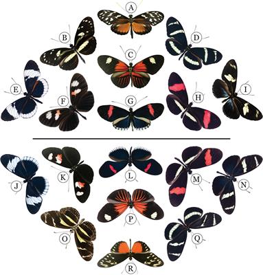 From Patterning Genes to Process: Unraveling the Gene Regulatory Networks That Pattern Heliconius Wings